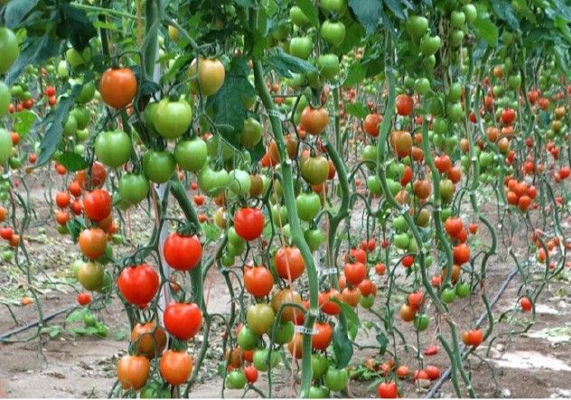 IQV Agro España lanzará al mercado un innovador sistema que activa los mecanismos naturales de autodefensa de las plantas