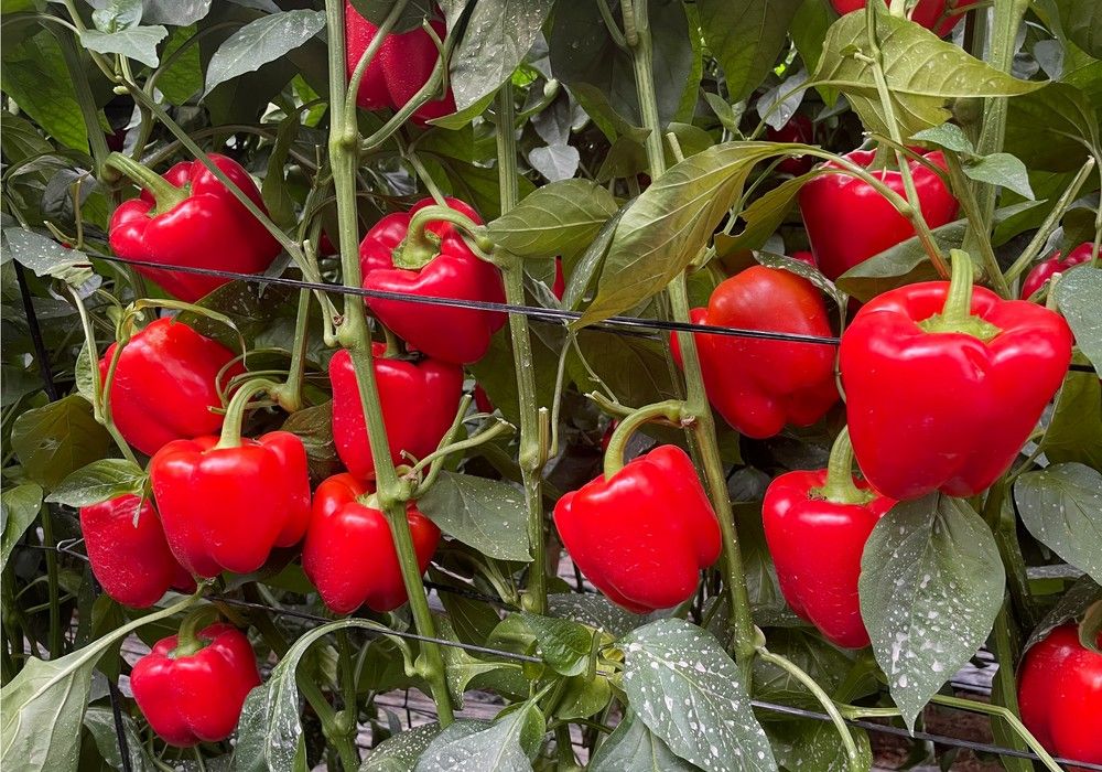 Broquel y Clipeo, las novedades en California de Ramiro Arnedo que conquistan el campo