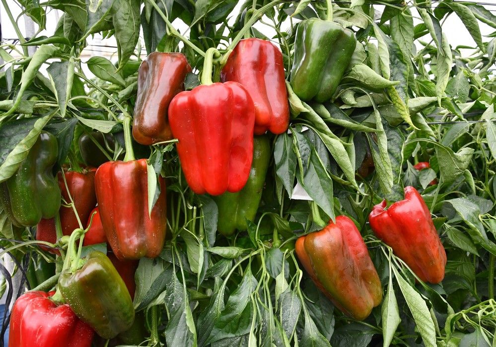 Esopo, el lamuyo de Meridiem Seeds,  atrae el interés de las cadenas de supermercados por su tamaño, color rojo intenso y larga conservación en los lineales