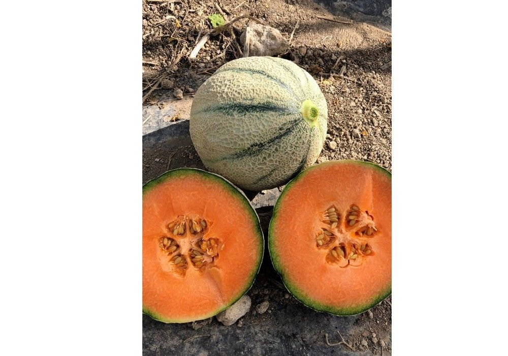 BASF completa su línea Magenta con Magverick F1 y abre la puerta al ecológico en cantaloup