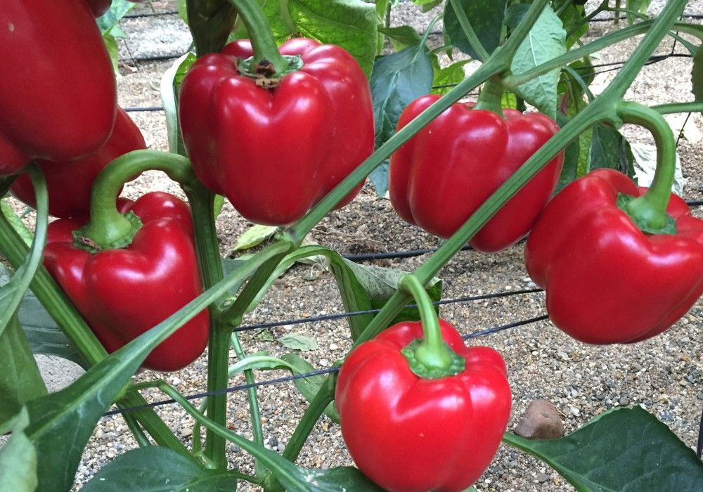 Galiano y Top Arnon, dos pimientos de alto rendimiento para el agricultor