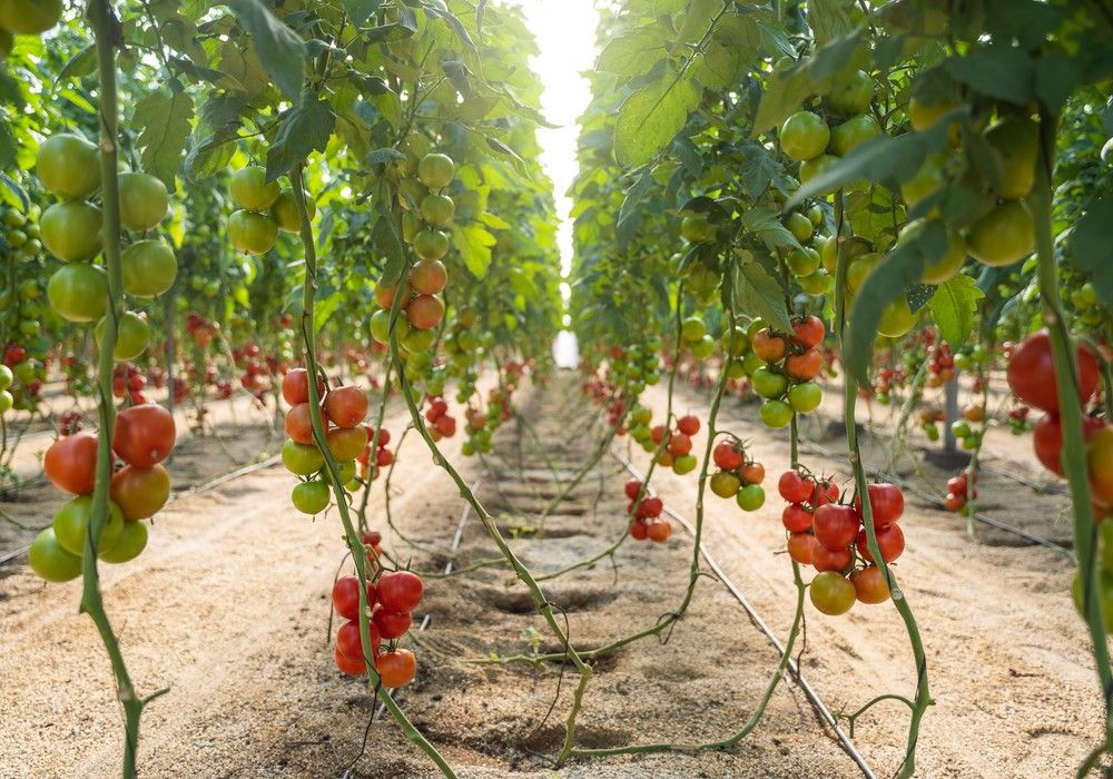 BASF irrumpe en el mercado de tomate rama con  Bacares F1