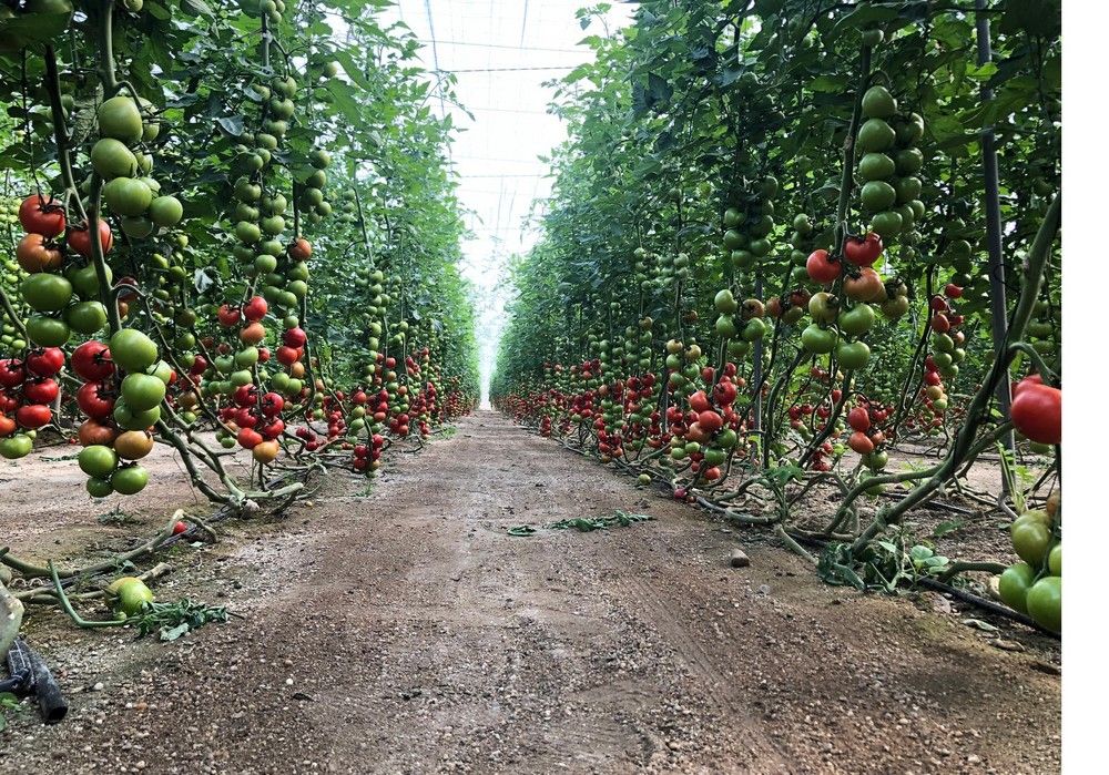 COAG pide ayudas para los productores de frutas y hortalizas afectados por las heladas más dañinas de los últimos 42 años