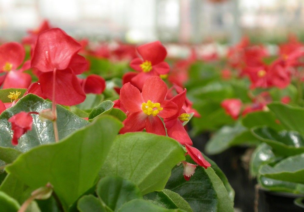 Sueltas preventivas de parasitoides de pulgones en cultivos ornamentales