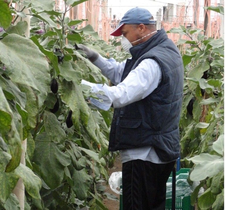 Almería supone el 8% de los accidentes ocurridos en el campo en Andalucía en lo que va de año