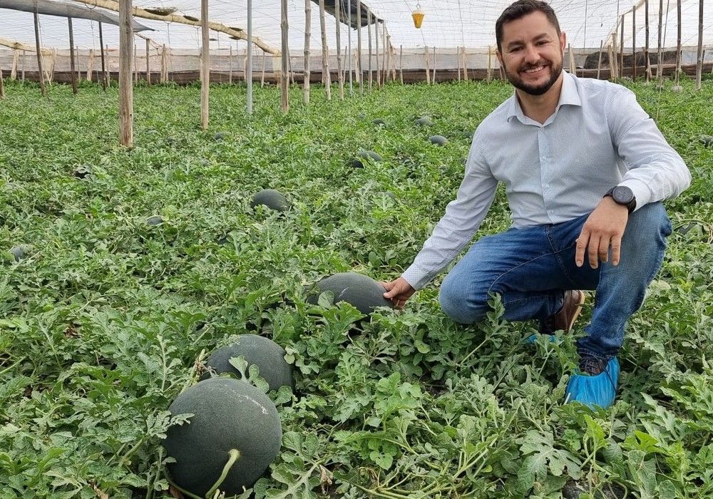 Jamaica, la sandía para temprano de Syngenta que ofrece cuaje, homogeneidad, sabor y firmeza