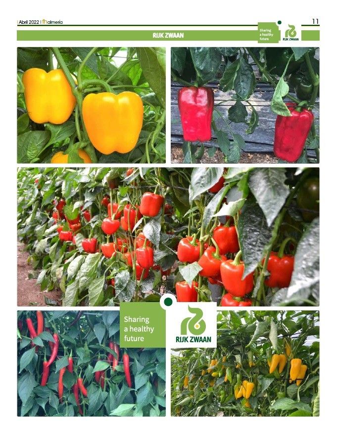 Abril 2022|| Pimiento temprano y medio y sandía de Rijk Zwaan