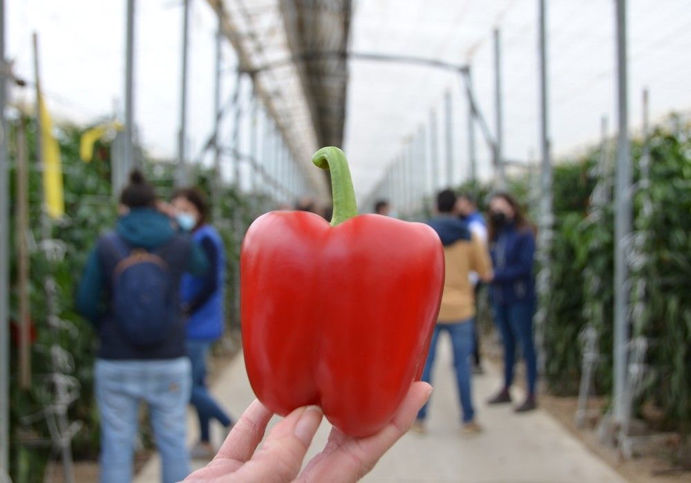 SAKATA presume de portfolio en pimiento temprano y medio con Sibac y Juma