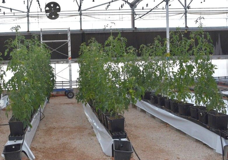 Tecnología AZO-N®, miles de millones de microorganismos trabajando para ti