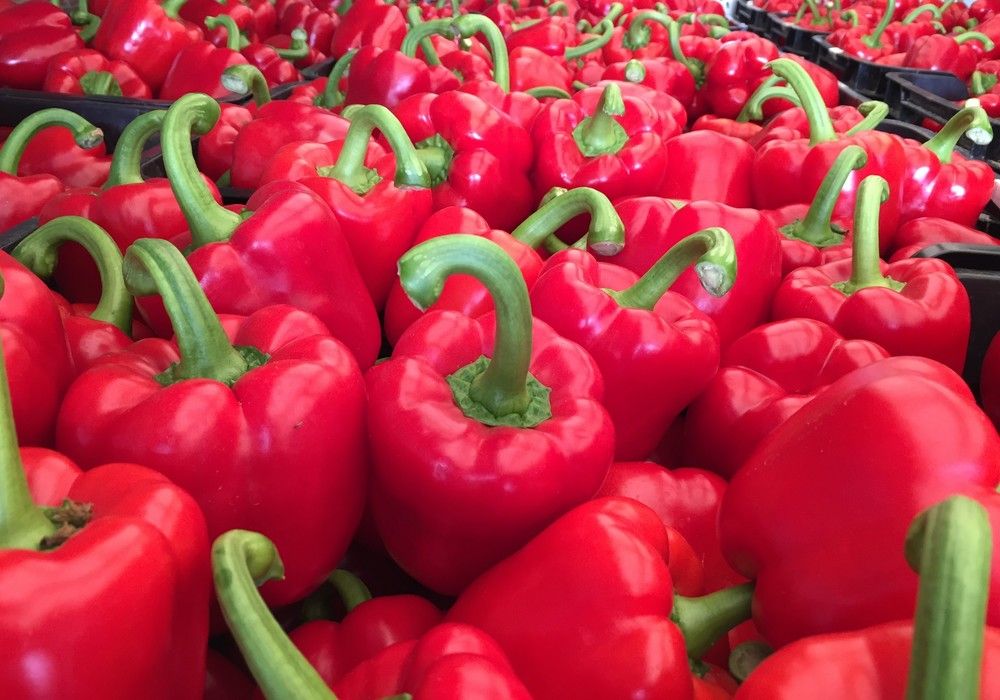 La producción y calidad de Galiano y Top Arnon blindan la rentabilidad para el agricultor