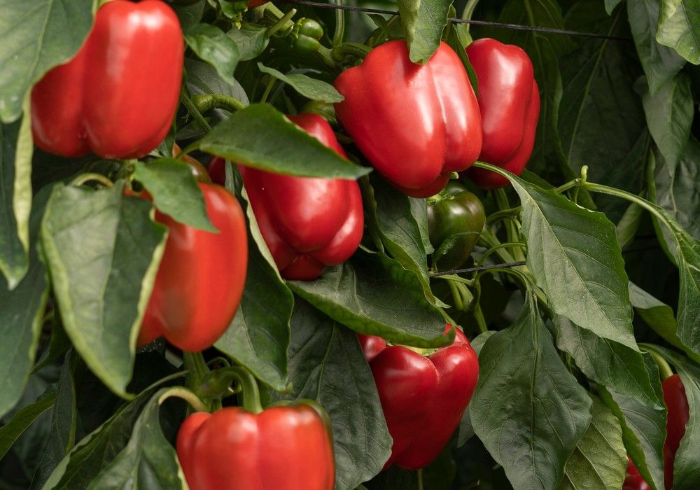 Producción escalonada con fruto de calidad durante todo el ciclo con Krakos F1 de BASF