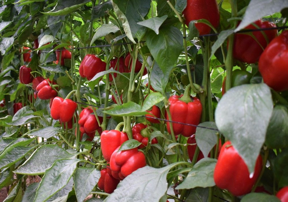 Los California Menes, Clipeo y Paves son un valor seguro para el agricultor