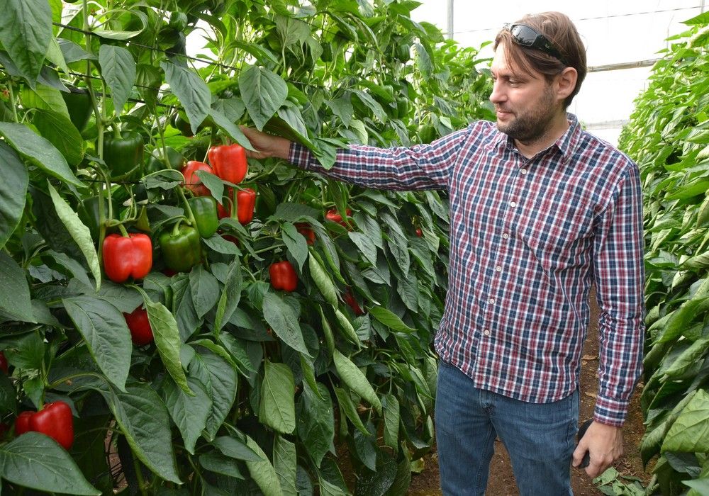 Syngenta impulsa un catálogo de pimiento con plantas cada vez más resistentes