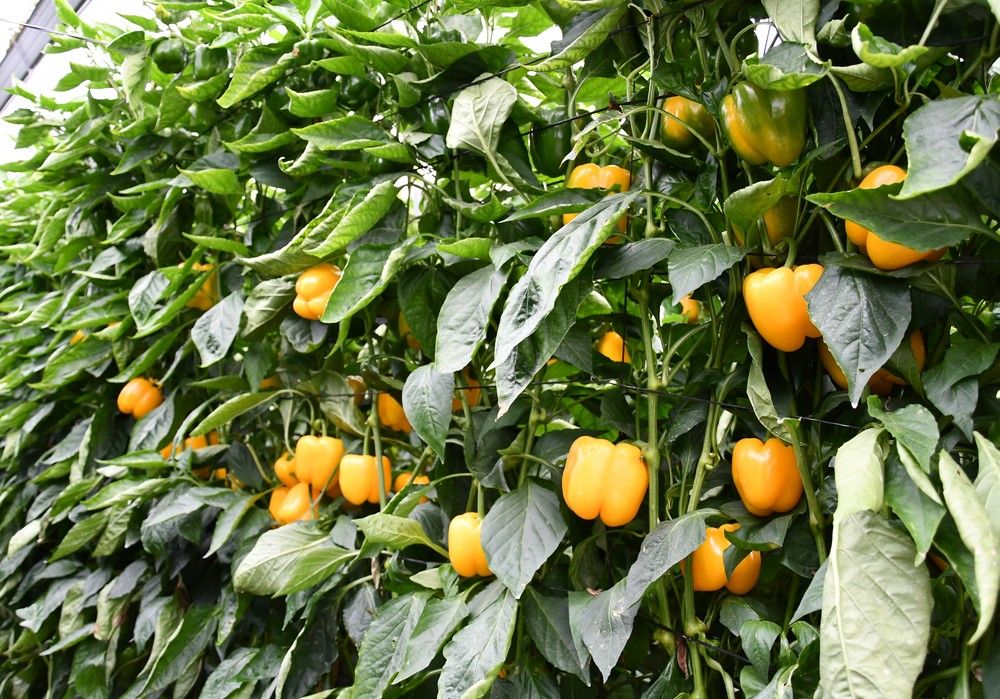 HM.CLAUSE hace siete propuestas para  el cultivo temprano-medio de pimiento