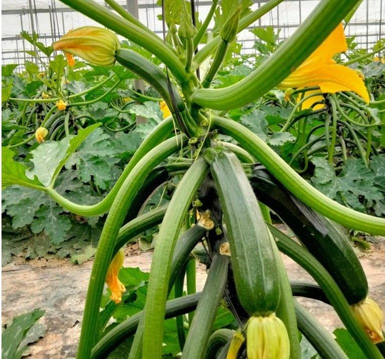 COAG Almería exige la inmediata inclusión de las frutas y hortalizas en la reducción de módulos fiscales publicada este miércoles