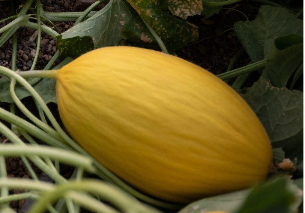 El calabacín remonta unos céntimos en una pizarra en la que ya se ven los primeros melones de esta primavera