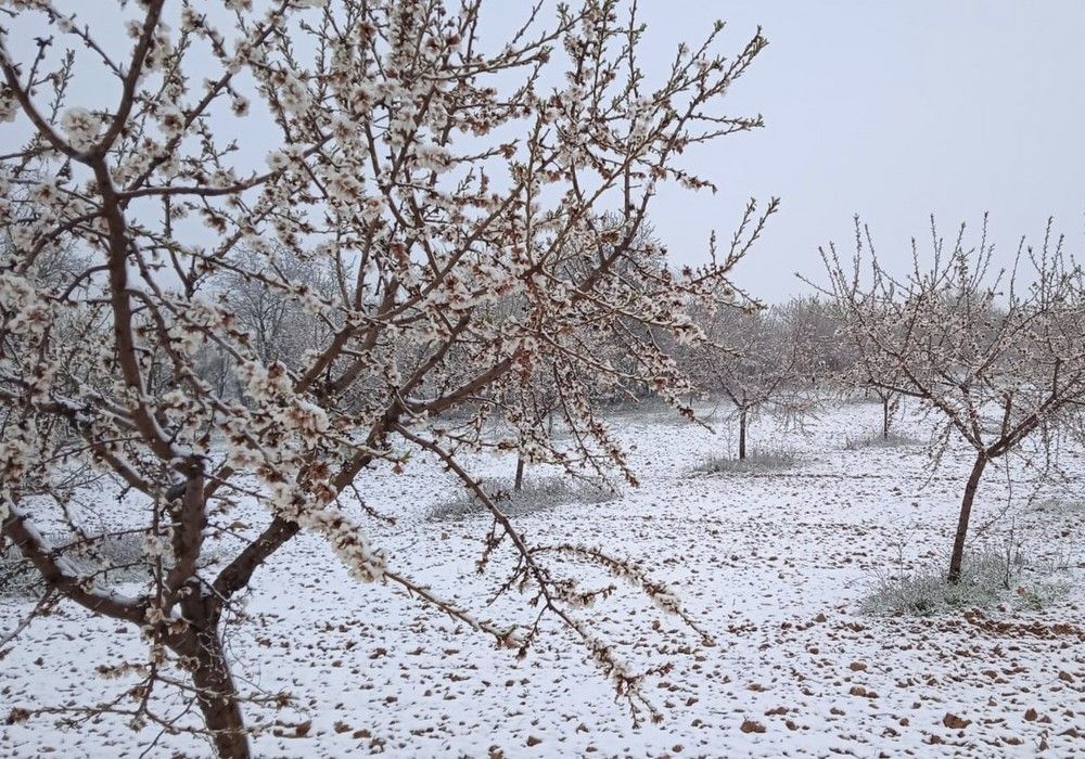 ASAJA constata que los efectos de las heladas y las lluvias provocan daños al 59% de los almendros de la provincia