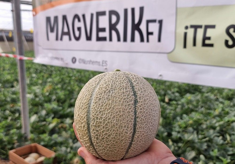 Magverick, el cantaloup de carne magenta que puede con el pulgón y el oídio