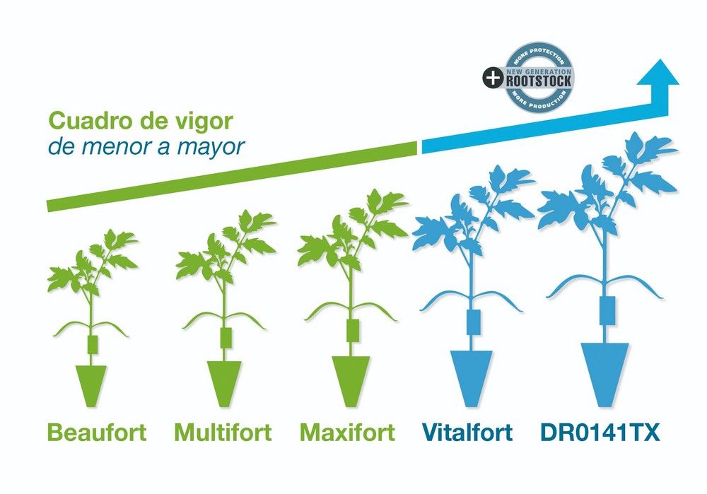 La nueva generación de De Ruiter,  los mejores portainjertos de tomate
