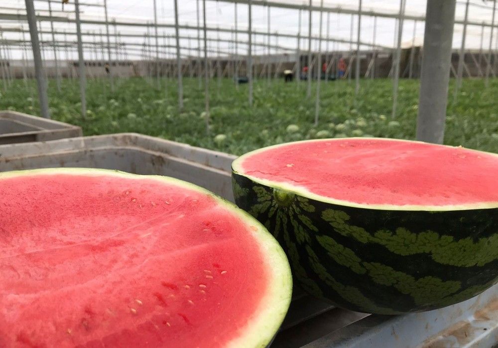 Kalanda F1, la sandía polinizadora que acaba con el ahuecado y sorprende por su calidad interna y sabor