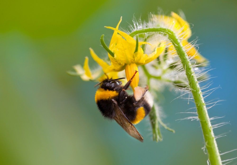 La nueva colmena Natupol Sprint® ofrece la polinización más rápida con altas temperaturas