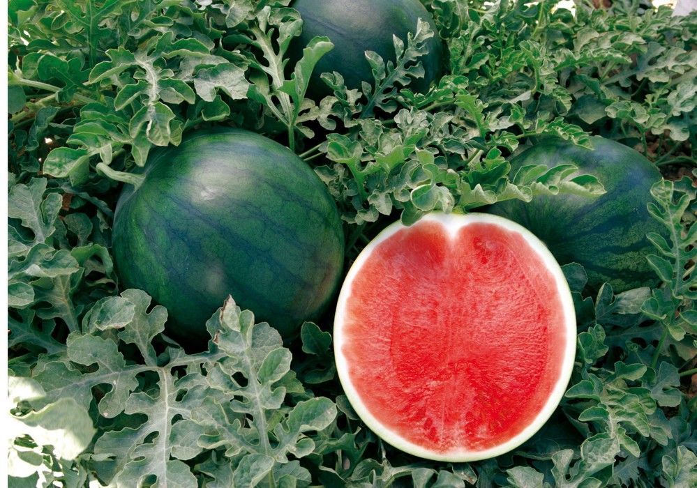 Hortamar recibe la campaña de primavera con previsión de alcanzar los 10 millones de kilos de sandía
