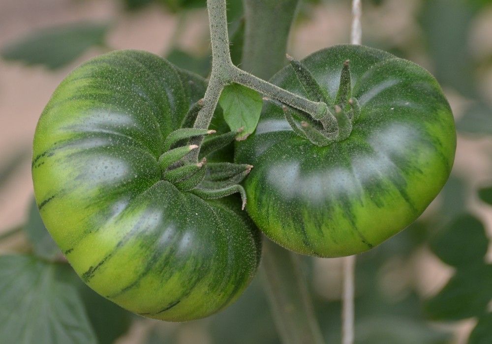 Ambrosía, el marmande para ciclo temprano, con resistencia y sabor