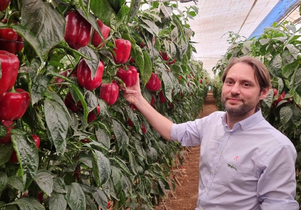 Syngenta revoluciona el catálogo de pimiento tardío