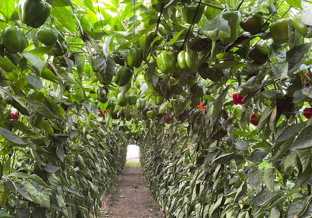 Galiano y Top Arnon mantienen la rentabilidad del agricultor en una campaña marcada por el aumento de costes