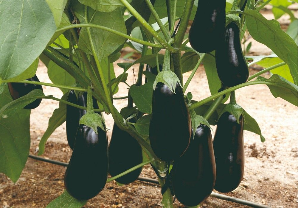 La fuerza y resistencia de Olimpia, de Meridiem Seeds, asegura una gran producción y un óptimo aspecto comercial