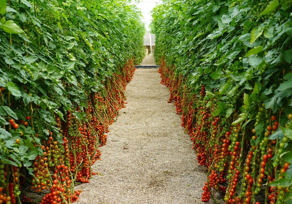 Top Seeds avanza en su catálogo de portainjertos con su última innovación, Carbonite, perfecto para grandes calibres