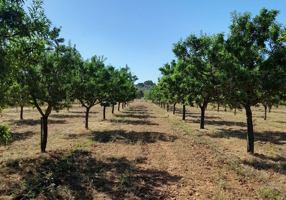 LAINCO comienza en Mallorca los ensayos de SENSATIO®, la solución contra Xylella fastidiosa
