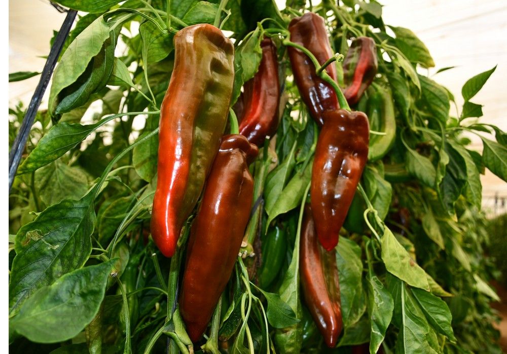 Yuko F1 y CR 25554 F1 (Anakin) los cónicos rojo de Vilmorin-Mikado de gran productividad con frutos de gran homogeneidad