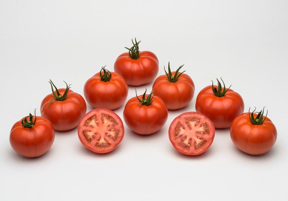 Syngenta lanza Ibeth, su primer tomate con resistencia al virus del rugoso