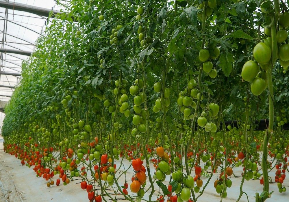 Versatilidad, gran calibre y consistencia con el tomate pera Azovian F1