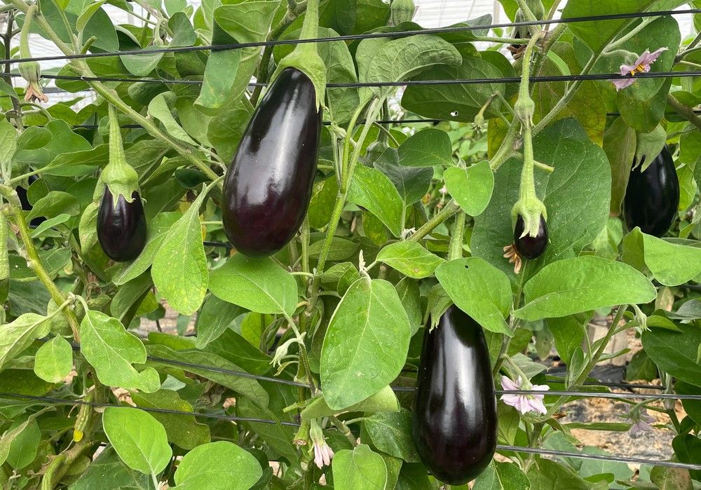 La escasez de producción de pepino, berenjena y pimiento en la vigésimo segunda semana del año eleva considerablemente su valor