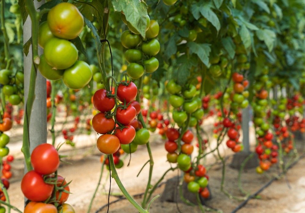 BASF irrumpe en el mercado del rama con la planta sana y el fruto de calidad de Bacares F1