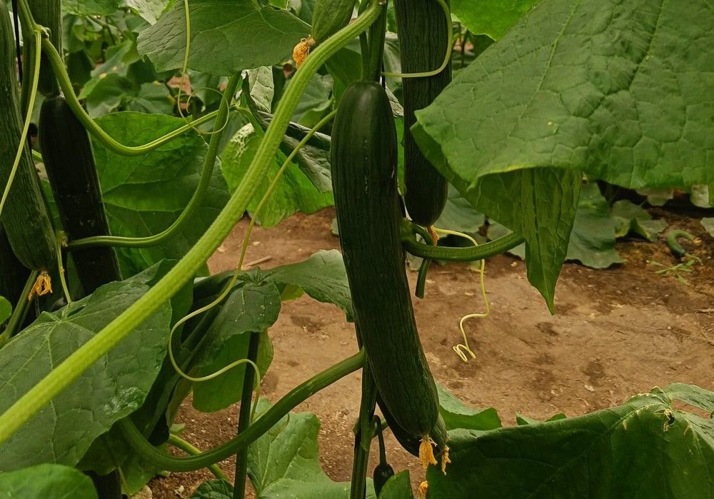 Así es Dorian, el pepino temprano de Sakata para ‘no quemarse la cabeza’