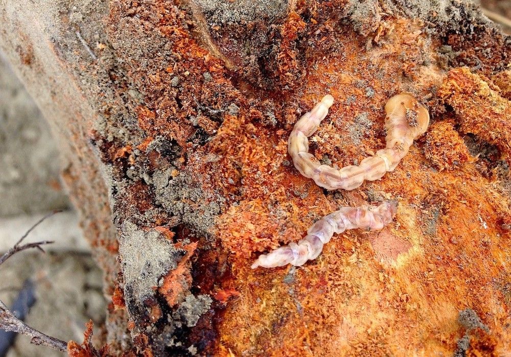 Troyan®, la solución contra la plaga del gusano cabezudo del almendro