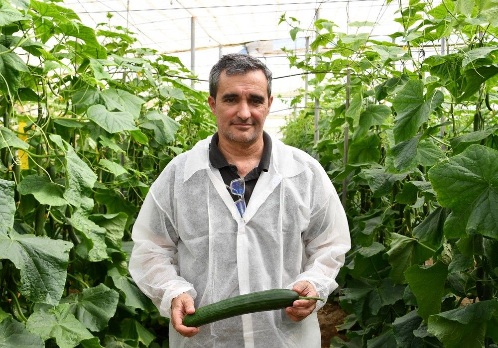 Sakata presenta Dorian, el pepino definitivo para no quemarse la cabeza