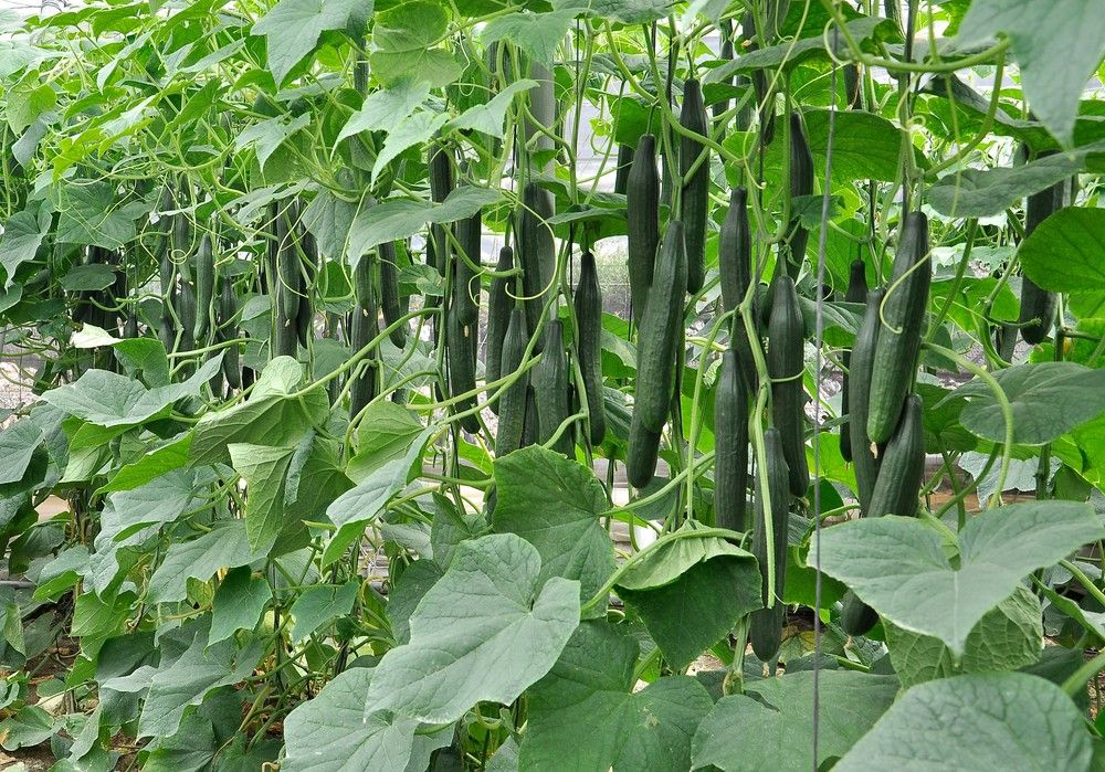Invictus sigue siendo el líder en pepino temprano con todas las garantías para el agricultor