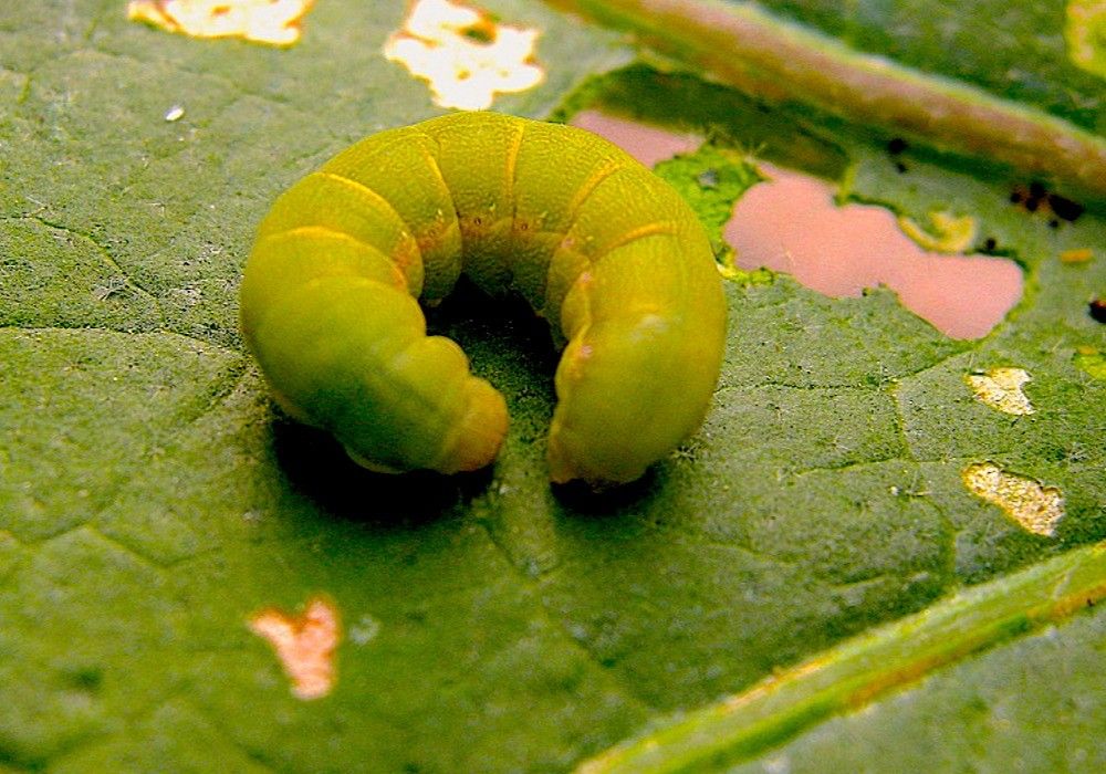 Los nematodos beneficiosos de Capsanem® logran un 80% de mortalidad en la oruga del pimiento