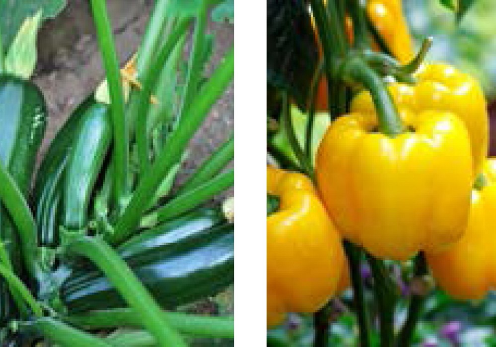 CRESCENT®, Bioestimulante para favorecer el crecimiento radicular, vegetativo y el desarrollo general de la planta