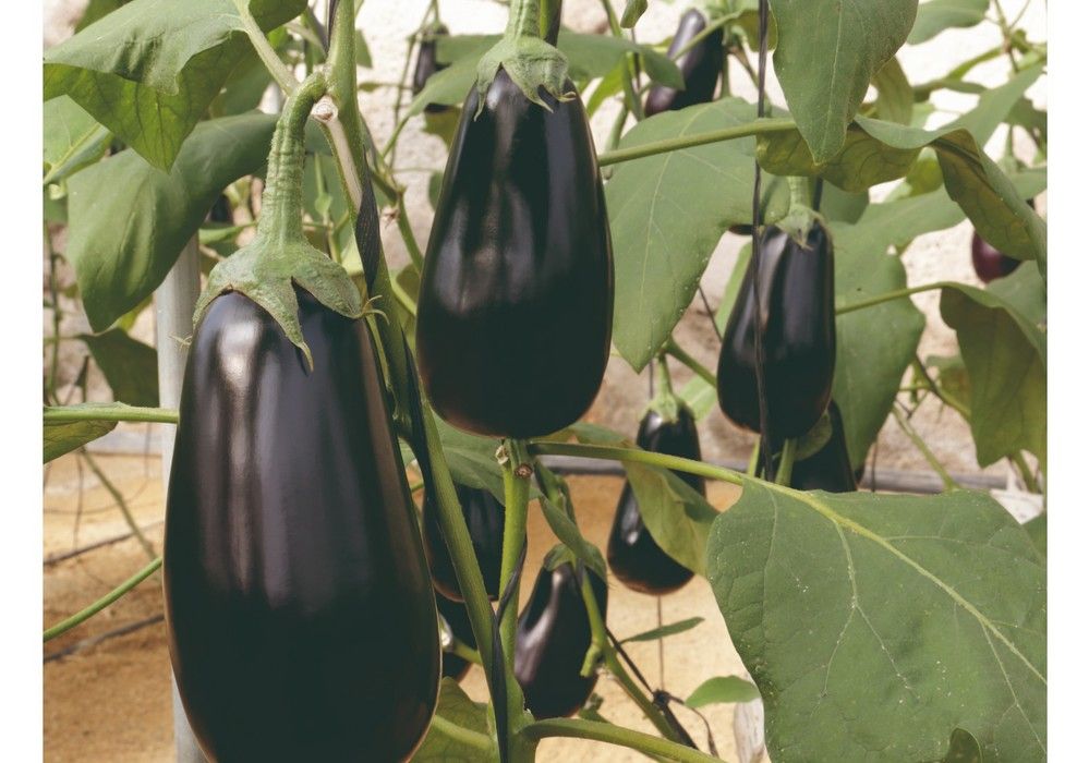 Olimpia, la berenjena de fuertes raíces que asegura una gran producción y frutos de excelente calidad