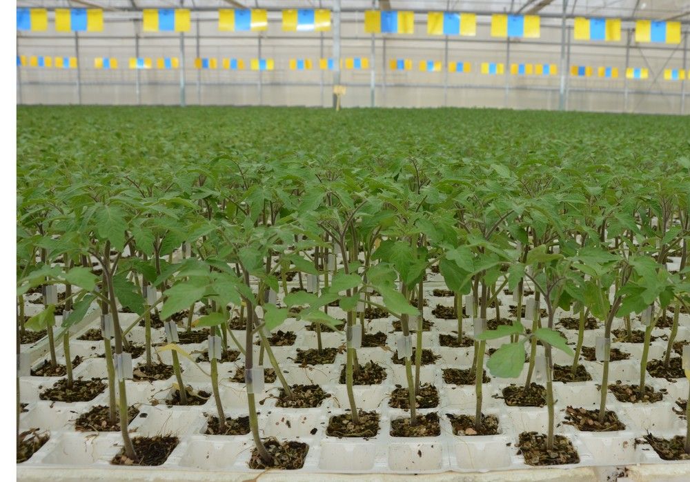 Semilleros Laimund, un referente en la provincia por su experiencia, compromiso con el agricultor y apuesta por la innovación