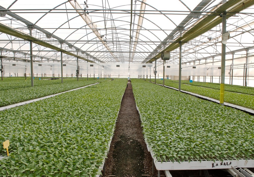 Grupo Semilleros la Sala apuesta por el cuidado de la sanidad vegetal ofreciendo plantas de gran calidad