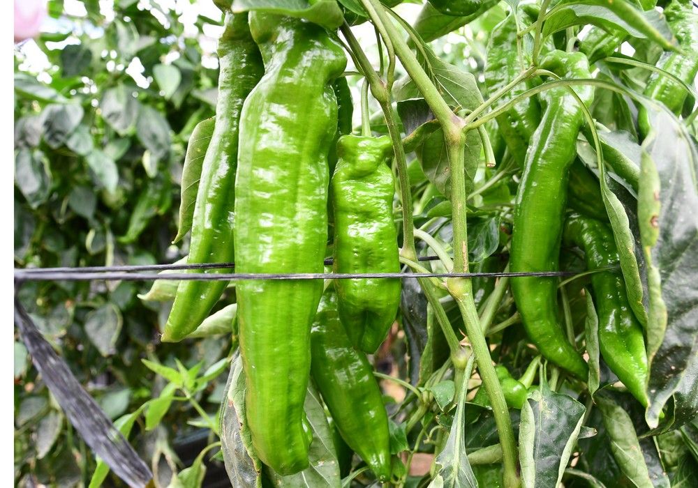 La subida de precio del pimiento italiano verde destaca en una semana marcada por la caída de la cotización en la mayoría de hortícolas
