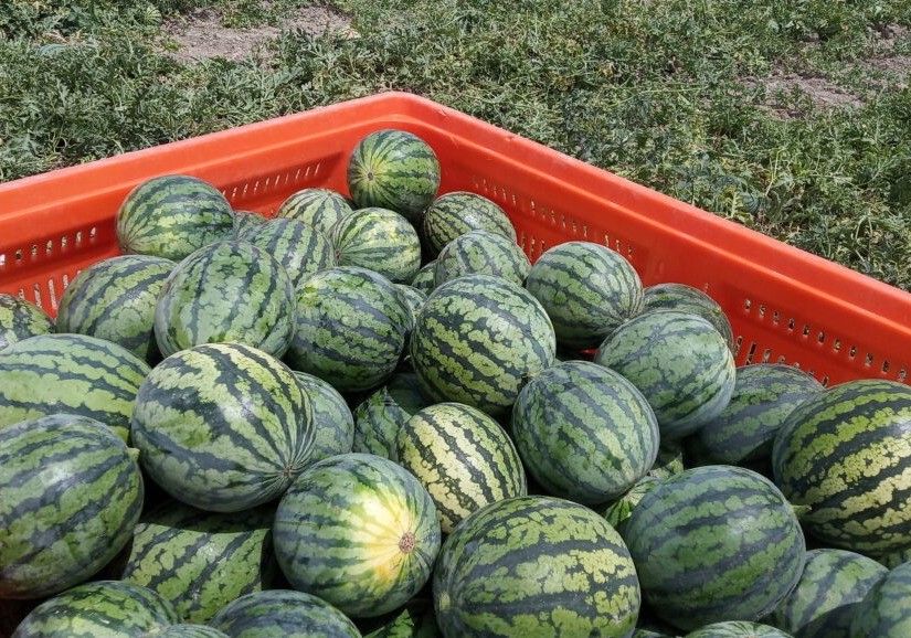 ASAJA denuncia el robo de toneladas de sandías en la comarca del Levante