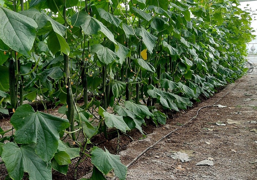 Tesoro, Mastil, Tintero y Ancla, cuatro propuestas para un mismo resultado: pepino Almería oscuro y de calidad