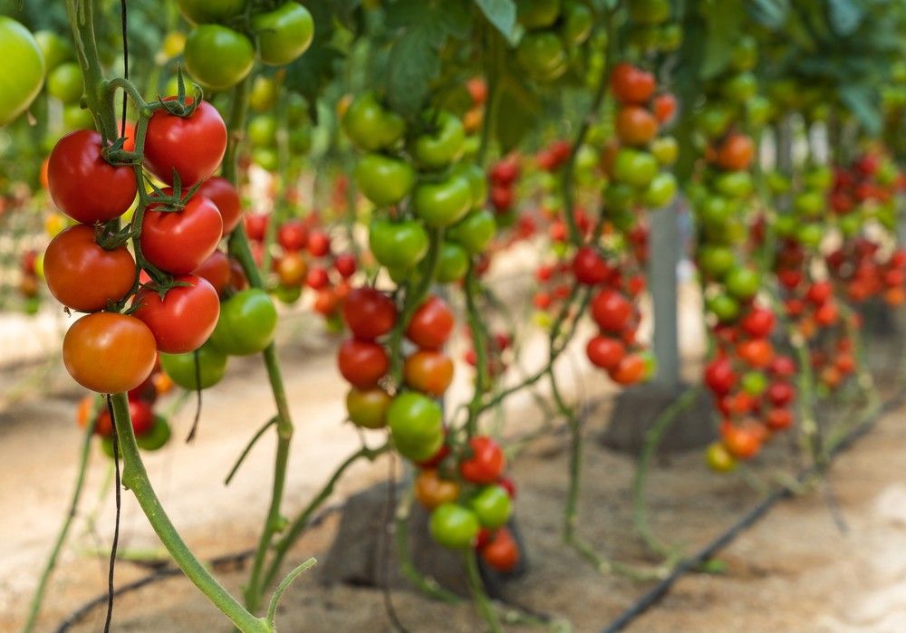 La producción de tomate en la UE baja un 3% el mismo porcentaje que sube la importación